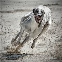 art_chrti_test_Greyhound_Park_Prague_CGDF_DSC_6561.jpg