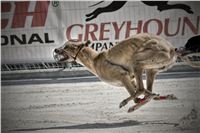 art_chrti_test_Greyhound_Park_Prague_CGDF_DSC_6629.jpg