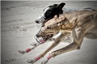 art_chrti_test_Greyhound_Park_Prague_CGDF_DSC_6638.jpg