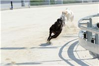 chrti_test_Greyhound_Park_Prague_CGDF_DSC_6534.jpg