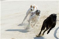 chrti_test_Greyhound_Park_Prague_CGDF_DSC_6536.jpg