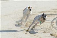 chrti_test_Greyhound_Park_Prague_CGDF_DSC_6537.jpg