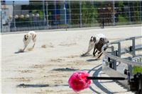 chrti_test_Greyhound_Park_Prague_CGDF_DSC_6558.jpg