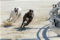 chrti_test_Greyhound_Park_Prague_CGDF_DSC_6560.jpg