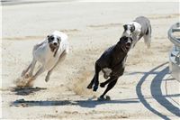 chrti_test_Greyhound_Park_Prague_CGDF_DSC_6561.jpg