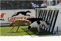 chrti_test_Greyhound_Park_Prague_CGDF_DSC_6624.jpg