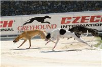 chrti_test_Greyhound_Park_Prague_CGDF_DSC_6627.jpg