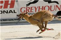 chrti_test_Greyhound_Park_Prague_CGDF_DSC_6629.jpg