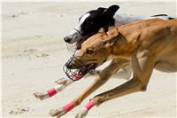 chrti_test_Greyhound_Park_Prague_CGDF_DSC_6638.jpg