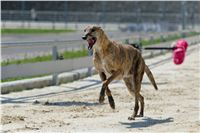 chrti_test_Greyhound_Park_Prague_CGDF_DSC_6660.jpg