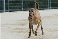 chrti_test_Greyhound_Park_Prague_CGDF_DSC_6664.jpg