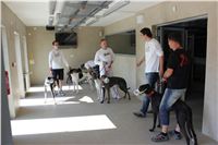 chrti_test_Greyhound_Park_Prague_CGDF_IMG_6414.JPG