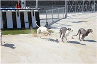 chrti_test_Greyhound_Park_Prague_CGDF_IMG_6592.JPG