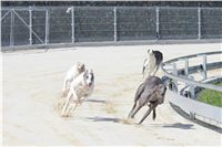 chrti_test_Greyhound_Park_Prague_CGDF_IMG_6602.jpg