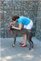 chrti_test_Greyhound_Park_Prague_CGDF_IMG_6659.JPG