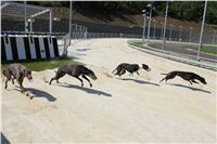 chrti_test_Greyhound_Park_Prague_CGDF_IMG_6678.JPG