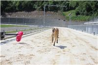 chrti_test_Greyhound_Park_Prague_CGDF_IMG_6802.JPG