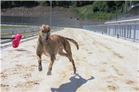 chrti_test_Greyhound_Park_Prague_CGDF_IMG_6804.JPG