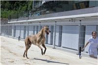 chrti_test_Greyhound_Park_Prague_CGDF_IMG_6823.JPG