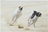 chrti_testy_Greyhound_Park_Motol_CGDF_DSC_6701.jpg