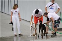 chrti_testy_Greyhound_Park_Motol_CGDF_DSC_6714.jpg