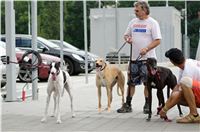 chrti_testy_Greyhound_Park_Motol_CGDF_DSC_6742.jpg