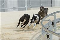 chrti_testy_Greyhound_Park_Motol_CGDF_DSC_6751.jpg