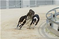 chrti_testy_Greyhound_Park_Motol_CGDF_DSC_6753.jpg