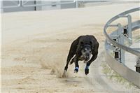 chrti_testy_Greyhound_Park_Motol_CGDF_DSC_6759.jpg