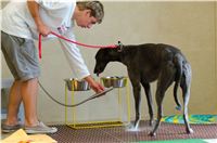 chrti_testy_Greyhound_Park_Motol_CGDF_DSC_6791.jpg