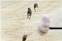 chrti_testy_Greyhound_Park_Motol_CGDF_DSC_6857.jpg