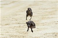 chrti_testy_Greyhound_Park_Motol_CGDF_DSC_6859.jpg