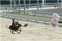 chrti_testy_Greyhound_Park_Motol_CGDF_DSC_6895.jpg