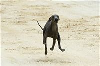 chrti_testy_Greyhound_Park_Motol_CGDF_DSC_6914.jpg