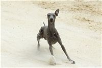 chrti_testy_Greyhound_Park_Motol_CGDF_DSC_6918.jpg