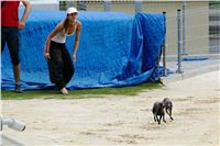 chrti_testy_Greyhound_Park_Motol_CGDF_DSC_6928.jpg