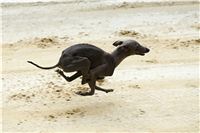 chrti_testy_Greyhound_Park_Motol_CGDF_DSC_6933.jpg