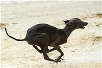 chrti_testy_Greyhound_Park_Motol_CGDF_DSC_6980.jpg