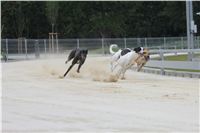 chrti_testy_Greyhound_Park_Motol_CGDF_IMG_6977.JPG