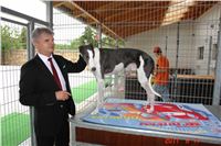 Greyhound_Chateaux_DSC04244_Czech_Greyhound_Racing.JPG