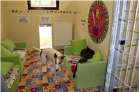 Greyhound_Chateaux_IMG_7284_Czech_Greyhound_Racing.JPG