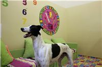 Greyhound_Chateaux_IMG_7384_Czech_Greyhound_Racing.JPG