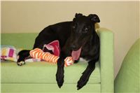 Greyhound_Chateaux_IMG_7439_Czech_Greyhound_Racing.JPG