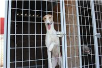 Paddock_Praskacka_Czech_Greyhound_Racing_Federation_10.jpg