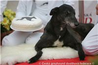 Chrt_Cato_Happy_Birthday_NQ1M1742_Czech_Greyhound_Racing_Federation.JPG