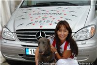 Chrti_pro_Heidi_DSC04918_Czech_Greyhound_Racing_Federation.JPG