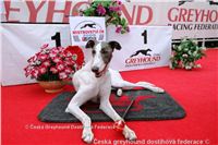 Crown_Prince_White_Elbony_NQ1M6849_Czech_Greyhound_Racing_Federation.jpg