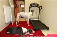 Dog_fitness_DSC07915_Czech_Greyhound_Racing_Federation.JPG