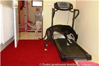 Dog_fitness_DSC07937_Czech_Greyhound_Racing_Federation.JPG