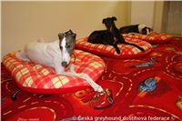 Dogs_White_Cato_Cayenn_DSC07865_Czech_Greyhound_Racing_Federation.JPG